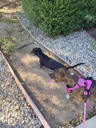 Found/Stray Female Dog last seen Tuba Street, Los Angeles, CA 91344