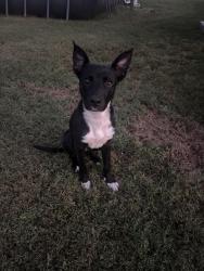 Found/Stray Female Dog last seen Fred Anderson Chevrolet, Greer, SC 29651