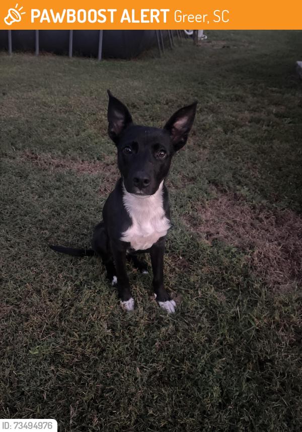 Found/Stray Female Dog last seen Fred Anderson Chevrolet, Greer, SC 29651