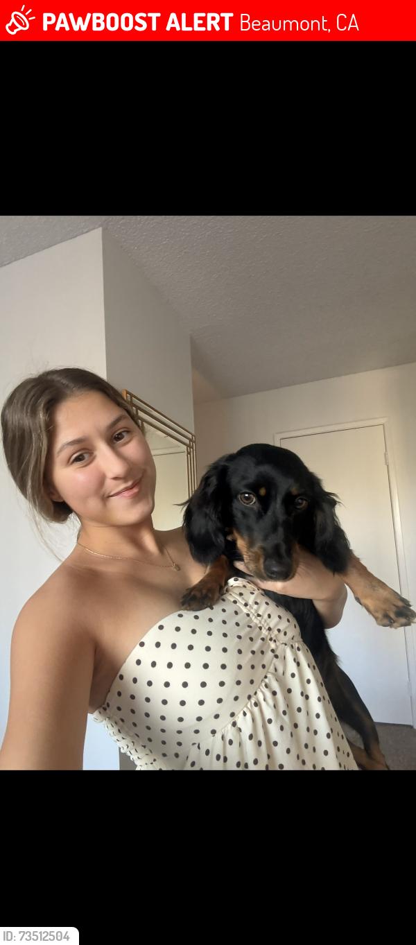 Lost Female Dog last seen Burdock st, Beaumont, CA 92223