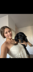 Lost Female Dog last seen Burdock st, Beaumont, CA 92223