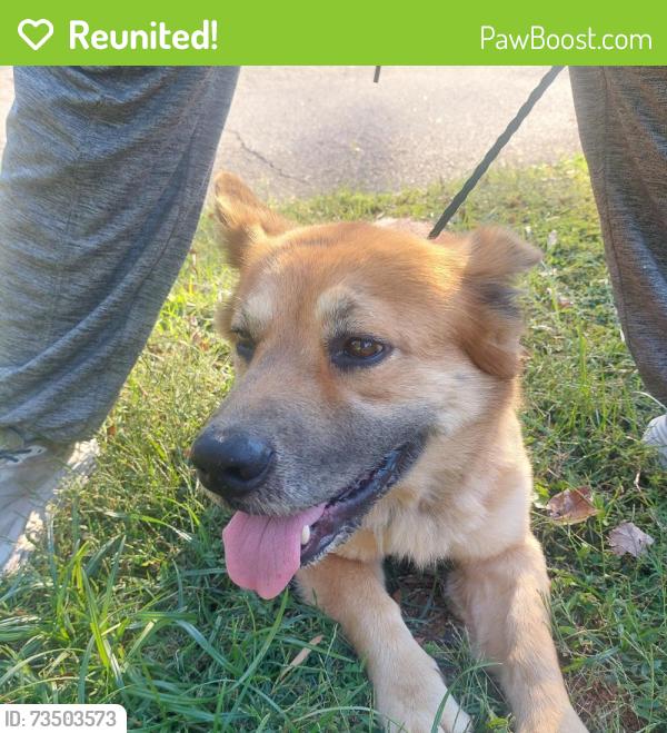 Reunited Male Dog last seen Gates Street, Forest Hills Neighborhood, Salisbury, NC 28144