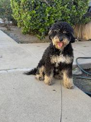 Found/Stray Male Dog last seen Orange grove ave Pomona ca, Pomona, CA 91768