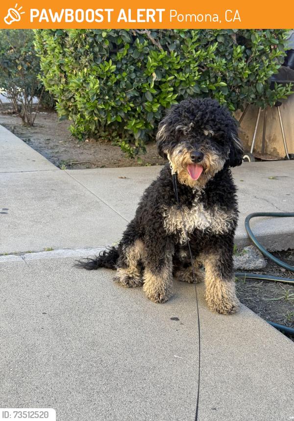 Found/Stray Male Dog last seen Orange grove ave Pomona ca, Pomona, CA 91768
