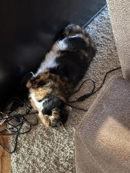 Reunited Female Cat last seen Saddle Ridge, Cheyenne, WY 82001