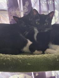 Lost Female Cat last seen Smoke Ranch/Rainbow, Las Vegas, NV 89108