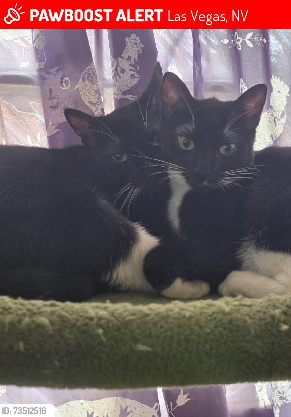 Lost Female Cat last seen Smoke Ranch/Rainbow, Las Vegas, NV 89108