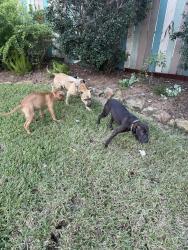 Reunited Female Dog last seen Hanberry Lane, Pearland, TX 77584