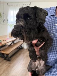 Reunited Male Dog last seen Becker Road, Port St. Lucie, FL 34986