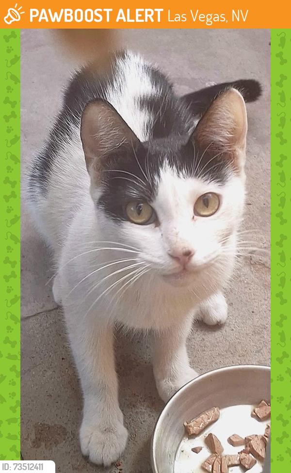 Found/Stray Female Cat last seen At Atlantic between Oakey and Boulder Hwy, Las Vegas, NV 89104