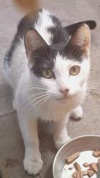 Found/Stray Female Cat last seen At Atlantic between Oakey and Boulder Hwy, Las Vegas, NV 89104