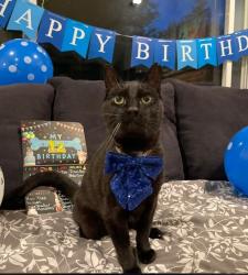 Lost Male Cat last seen 25th Ave sw, Federal Way, WA 98023