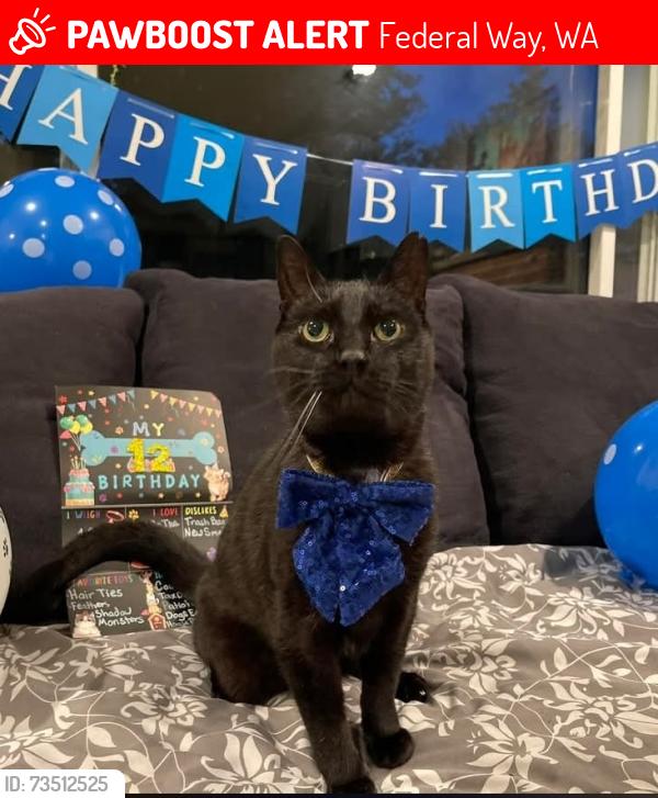 Lost Male Cat last seen 25th Ave sw, Federal Way, WA 98023