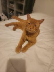 Found/Stray Male Cat last seen Trafalgar and Chiquita Streets, Cape Coral, FL 33990