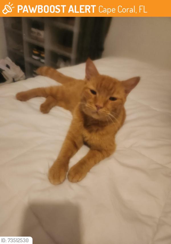 Found/Stray Male Cat last seen Trafalgar and Chiquita Streets, Cape Coral, FL 33990