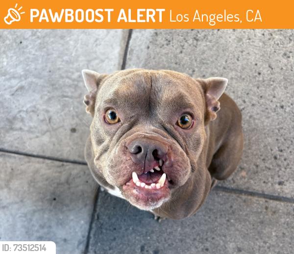 Found/Stray Female Dog last seen Collins St & Tujunga Ave, Los Angeles, CA 91606