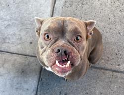 Found/Stray Female Dog last seen Collins St & Tujunga Ave, Los Angeles, CA 91606