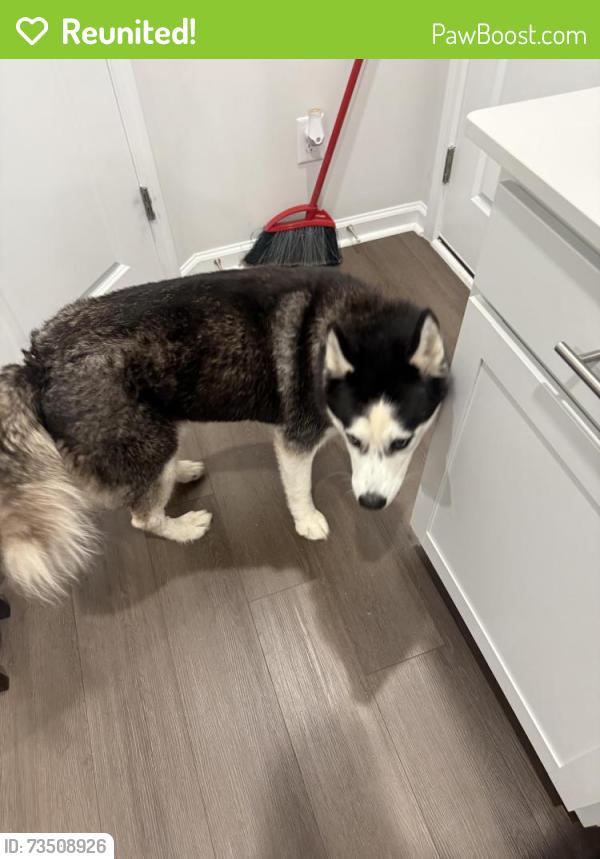 Reunited Unknown Dog last seen Rosefinch dr, Durham, NC 27703