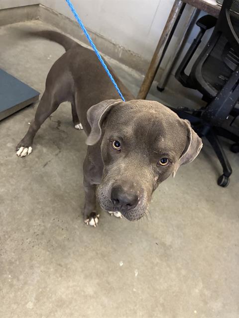 Shelter Stray Male Dog last seen , 600 Aviation Dr, Camarillo, CA 93010, USA