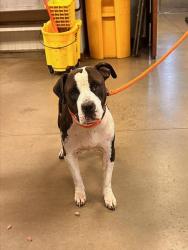 Shelter Stray Female Dog last seen 35TH AVE AND BETHANY HOME RD, 2500 S 27th Ave, Phoenix, AZ 85009, USA