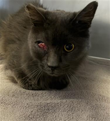 Shelter Stray Male Cat last seen , 600 Aviation Dr, Camarillo, CA 93010, USA