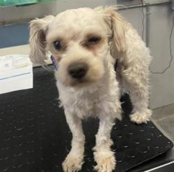 Shelter Stray Male Dog last seen , 600 Aviation Dr, Camarillo, CA 93010, USA