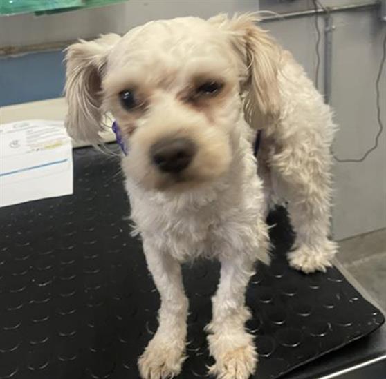 Shelter Stray Male Dog last seen , 600 Aviation Dr, Camarillo, CA 93010, USA