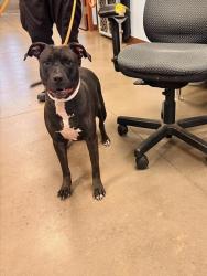 Shelter Stray Female Dog last seen 35TH AVE AND BETHANY HOME RD, 2500 S 27th Ave, Phoenix, AZ 85009, USA