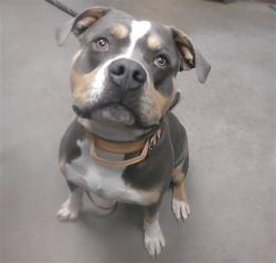 Shelter Stray Male Dog last seen 51ST AVE AND GLENDALE AVE, 2500 S 27th Ave, Phoenix, AZ 85009, USA