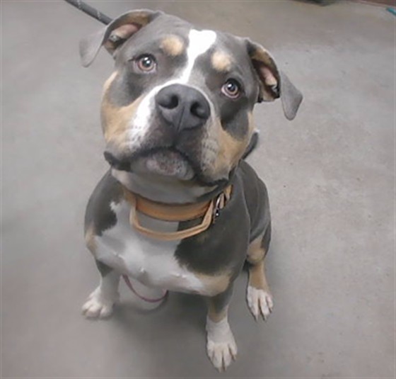 Shelter Stray Male Dog last seen 51ST AVE AND GLENDALE AVE, 2500 S 27th Ave, Phoenix, AZ 85009, USA