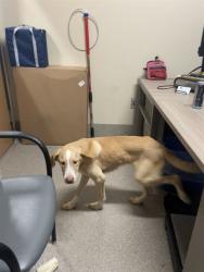 Shelter Stray Male Dog last seen Near BLOCK NEWBURG RD, 3528 Newburg Rd, Louisville, KY 40218, USA