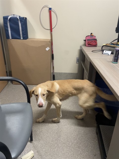 Shelter Stray Male Dog last seen Near BLOCK NEWBURG RD, 3528 Newburg Rd, Louisville, KY 40218, USA