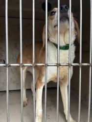 Shelter Stray Female Dog last seen Near BLOCK 7TH STREET RD APT 3, 3528 Newburg Rd, Louisville, KY 40218, USA