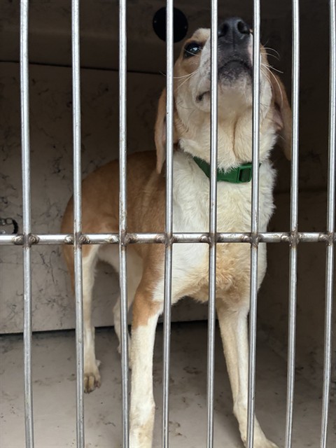 Shelter Stray Female Dog last seen Near BLOCK 7TH STREET RD APT 3, 3528 Newburg Rd, Louisville, KY 40218, USA