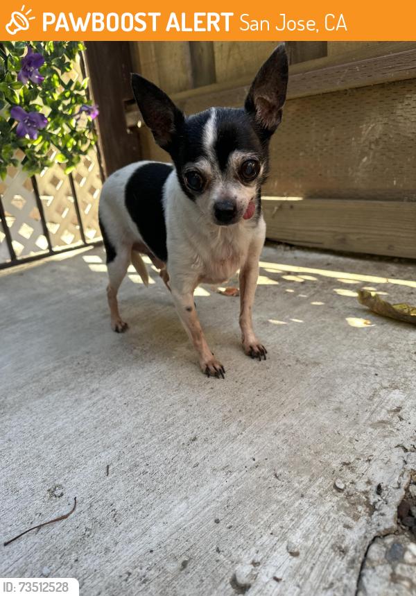 Found/Stray Male Dog last seen Checkers and alum rock, San Jose, CA 95133