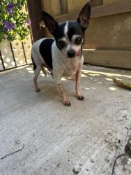 Found/Stray Male Dog last seen Checkers and alum rock, San Jose, CA 95133