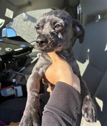 Shelter Stray Male Dog last seen 182ND AVE AND MOUNTAIN VISTA DR, 2500 S 27th Ave, Phoenix, AZ 85009, USA