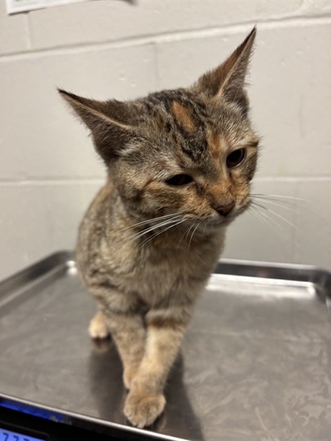 Shelter Stray Female Cat last seen BEL RIDGE,63121, 10521 Baur Blvd, Olivette, MO 63132, USA