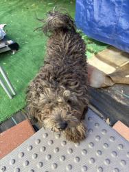 Found/Stray Male Dog last seen Near Benald St Lancaster CA 93535, Lancaster, CA 93535