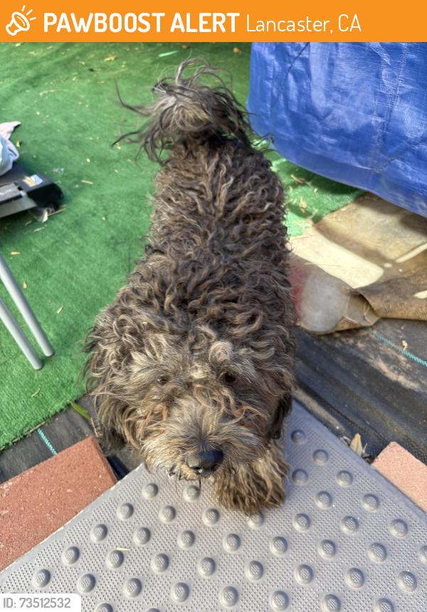 Found/Stray Male Dog last seen Near Benald St Lancaster CA 93535, Lancaster, CA 93535