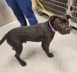 Shelter Stray Male Dog last seen YARNELL WY / LA TONIS WY, 9150 Union Park Way, Elk Grove, CA 95624, USA