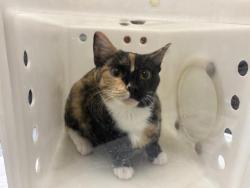 Shelter Stray Female Cat last seen Near BLOCK RIVER PKWY, 3839 W Burnham St, West Milwaukee, WI 53215, USA