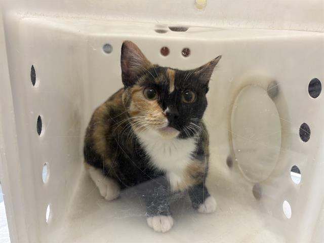 Shelter Stray Female Cat last seen Near BLOCK RIVER PKWY, 3839 W Burnham St, West Milwaukee, WI 53215, USA