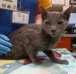 Shelter Stray Female Cat last seen SHOECT CT / SIMONICH WY, 9150 Union Park Way, Elk Grove, CA 95624, USA