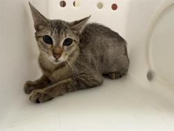Shelter Stray Female Cat last seen Near BLOCK S 35TH ST, 3839 W Burnham St, West Milwaukee, WI 53215, USA
