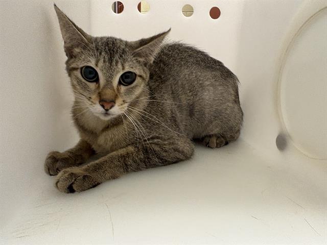 Shelter Stray Female Cat last seen Near BLOCK S 35TH ST, 3839 W Burnham St, West Milwaukee, WI 53215, USA