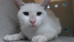 Shelter Stray Female Cat last seen , 11258 Garfield Ave, Downey, CA 90242, USA