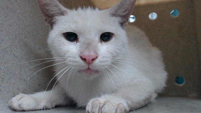 Shelter Stray Female Cat last seen , 11258 Garfield Ave, Downey, CA 90242, USA