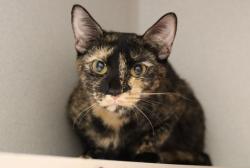 Shelter Stray Female Cat last seen , 4000 N Silverbell Rd, Tucson, AZ 85745, USA