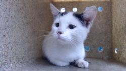 Shelter Stray Female Cat last seen , 11258 Garfield Ave, Downey, CA 90242, USA